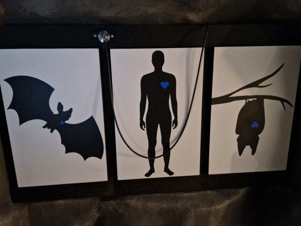 Compare pulse of bat in flight and during hibernation with human.