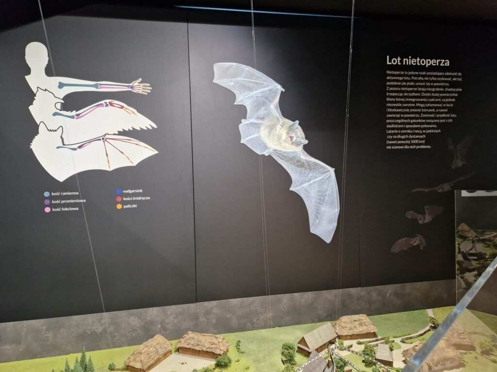 Information board about bats