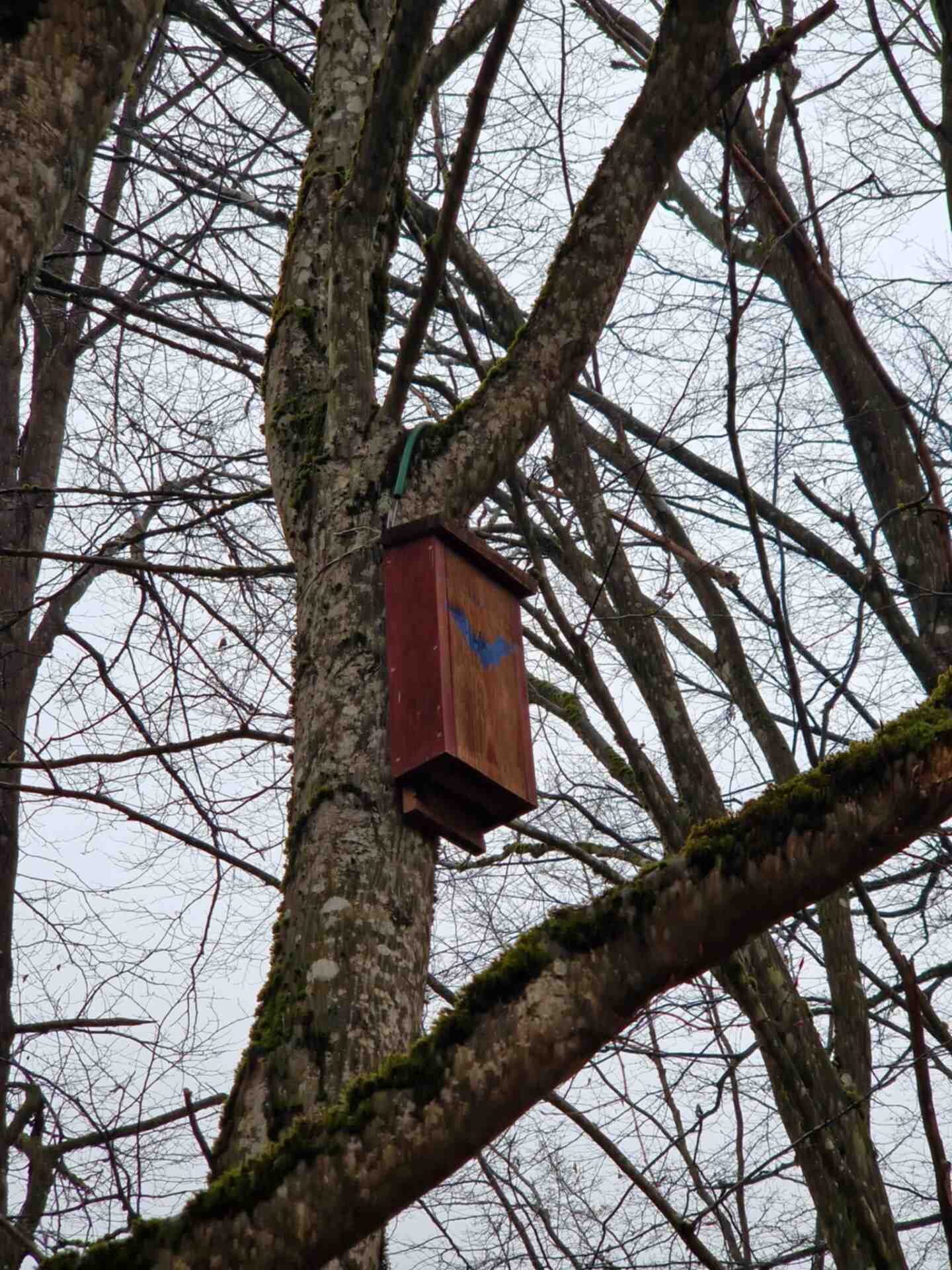 Cutie pentru lilieci instalată de SON în Parcul Național Muránska planina