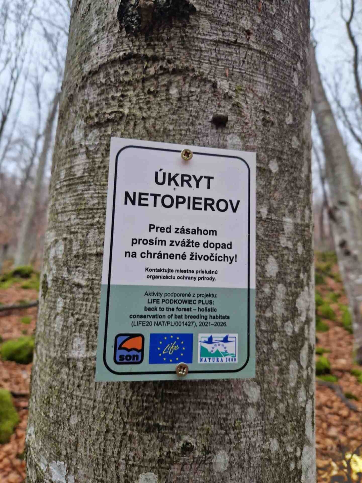 Oznakowanie kolonii rozrodczej nocka Bechsteina