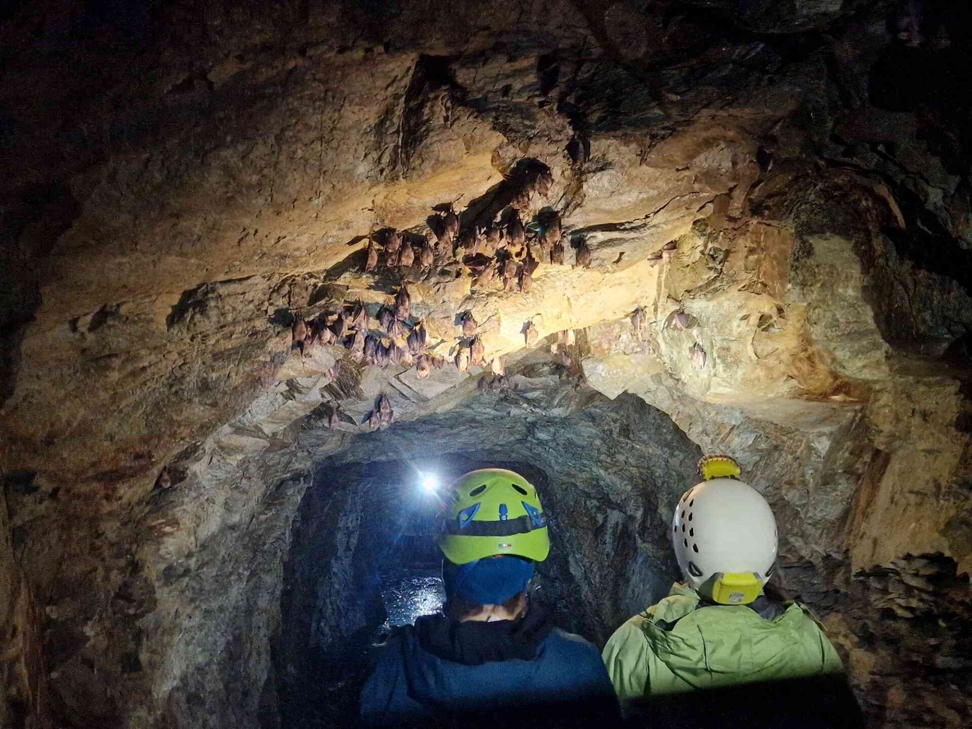 Nietoperze przyglądają się chiropterologom.